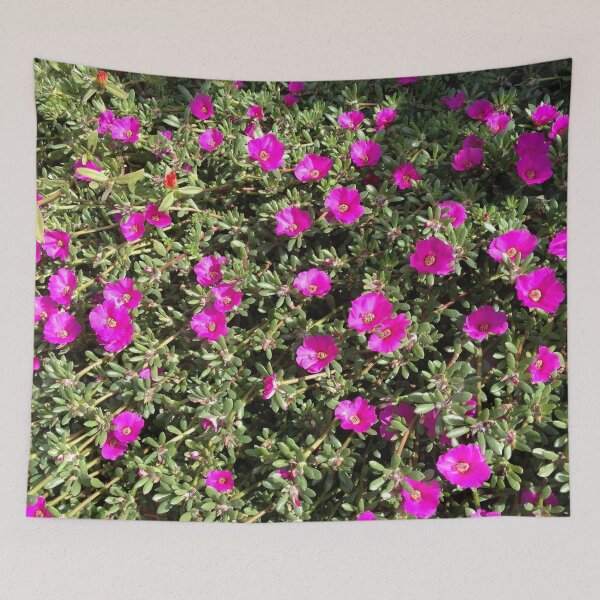 Item preview, Magenta Portulaca Grandiflora Succulent Flowers designed and sold by taiche.
