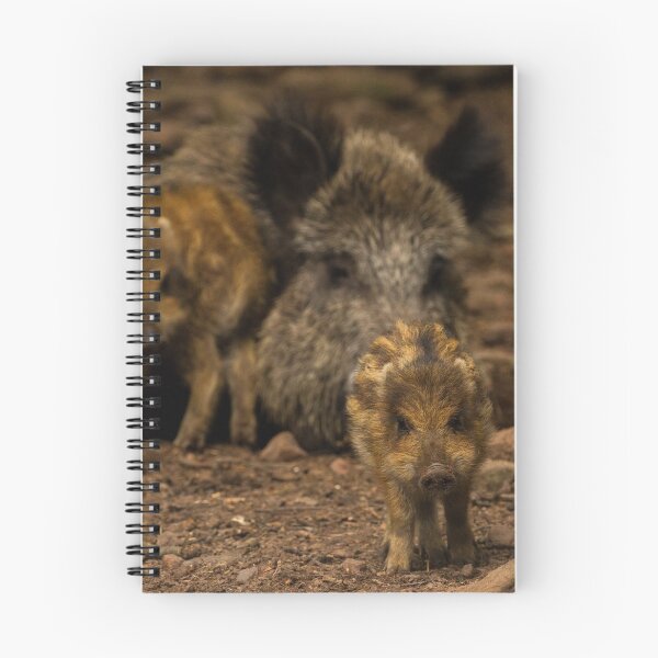 Item preview, Boar designed and sold by BiceksPhoto.