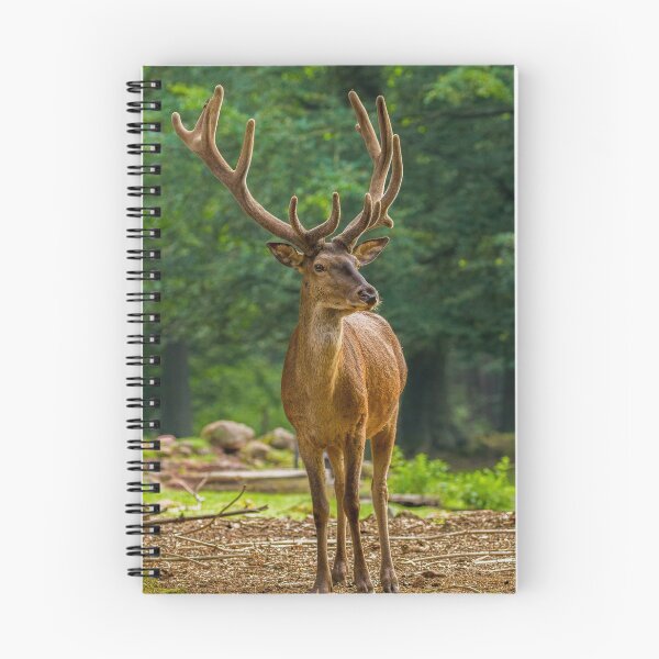 Item preview, Red deer designed and sold by BiceksPhoto.