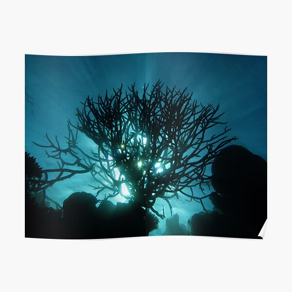 Staghorn Silhouette II Poster
