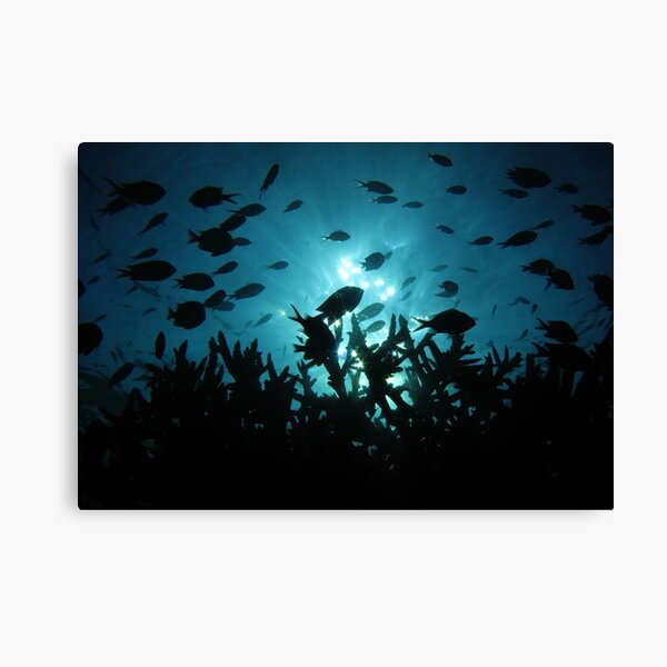 Chromis Silhouette Canvas Print