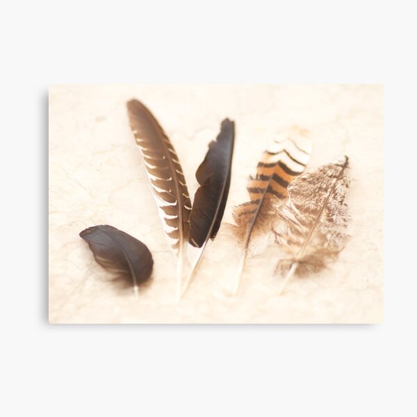 Five Feathers Metal Print