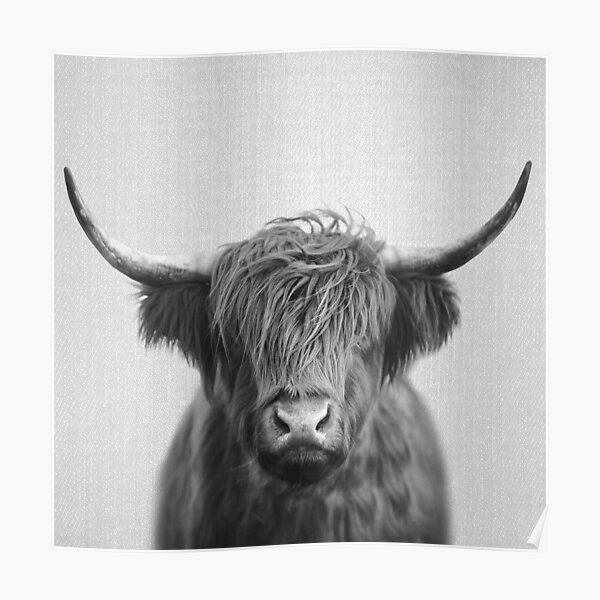 Highland Cow - Schwarz & Weiß Poster