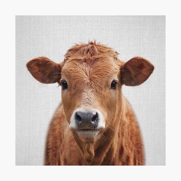 Cow - Colorful Photographic Print