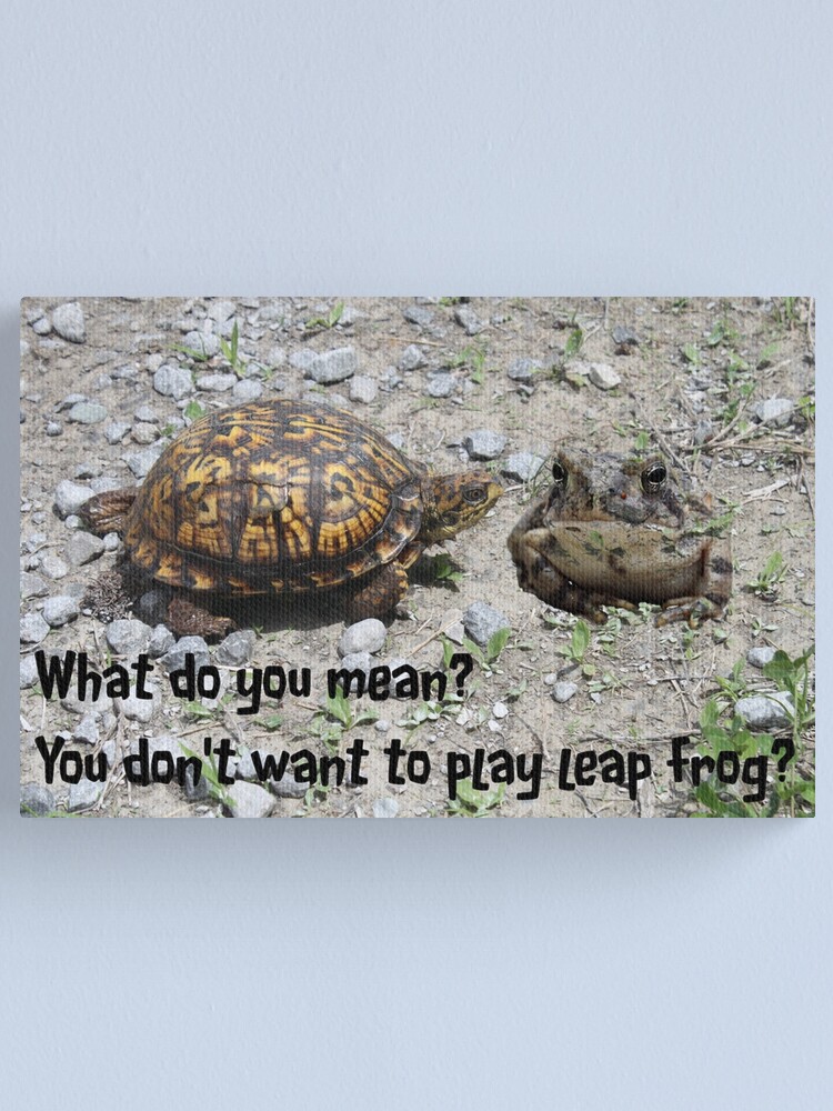 leap frog turtle