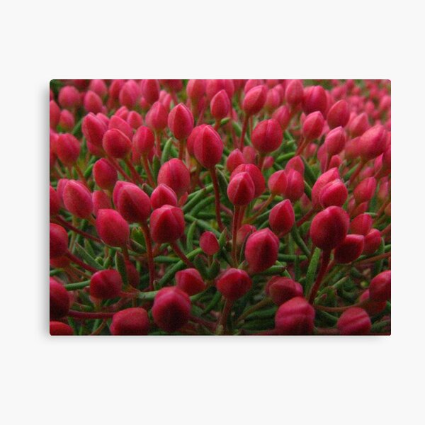 tiptoe through the tulips Canvas Print