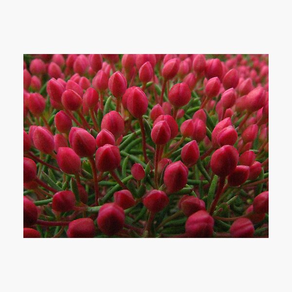 tiptoe through the tulips Photographic Print