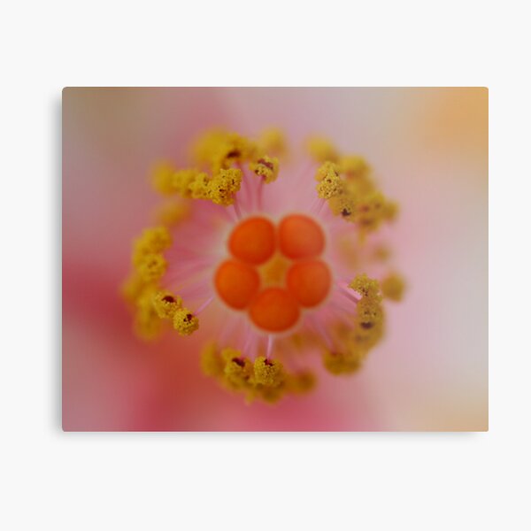 Stigma,colours and stamens Metal Print