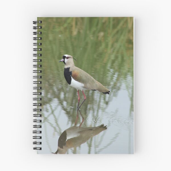 Item preview, Southern Lapwing in Shallow Water designed and sold by rhamm.