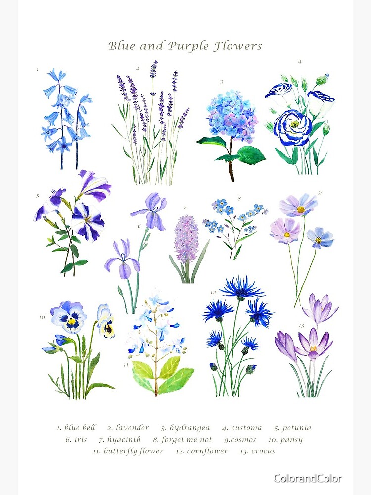 Lámina rígida «colección de flores azules y moradas acuarela» de  ColorandColor | Redbubble