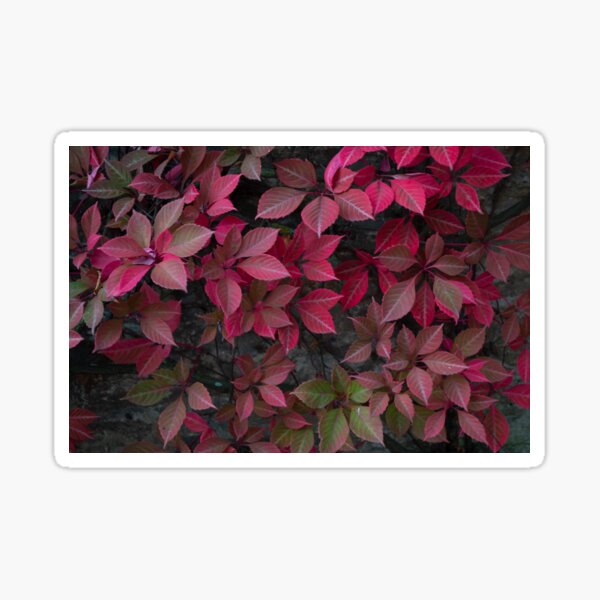 Autumn Stickers Sticker