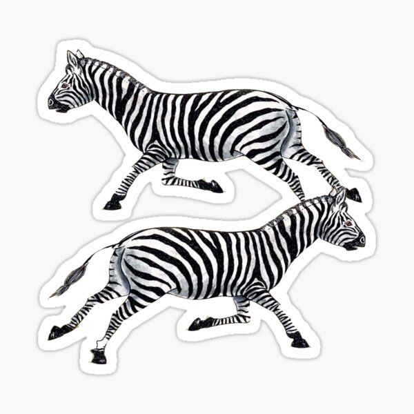 Zebras by Lorloves Design Sticker