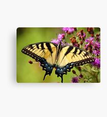 Tiger Swallowtail Canvas Print
