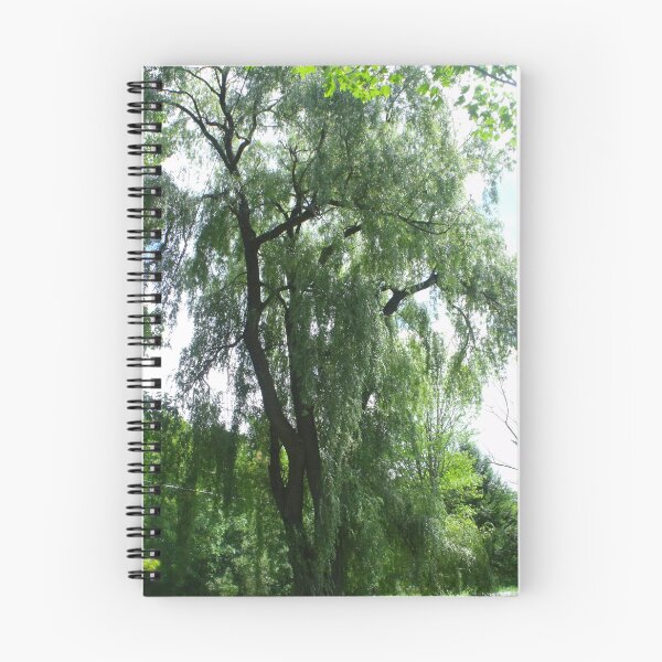 Aperçu de l'œuvre Saule pleureure créée et vendue par Stephanie Fay.