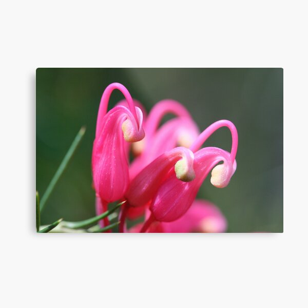 Grevillea Scarlet Sprite. Metal Print