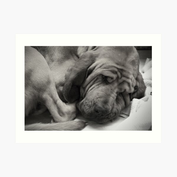 40 Winks Art Print
