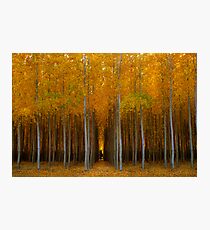 Symmetry Photographic Print