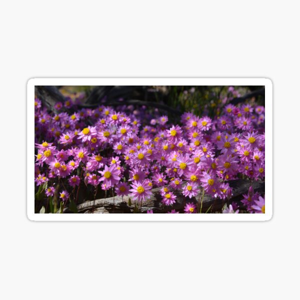 Item preview, Australia flower pink Daisy designed and sold by Schoensl.