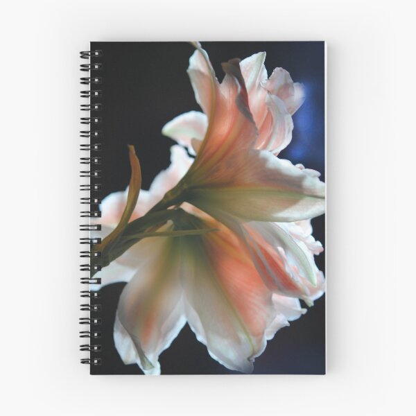 Item preview, Amaryllis in The Spotlight designed and sold by bloomingvine.