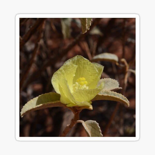 Item preview, Chinese Lanterns, Abutilon, Australia designed and sold by Schoensl.