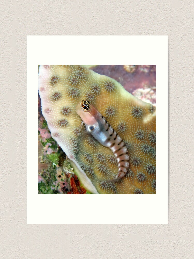 Alternate view of Tiger Blenny Art Print