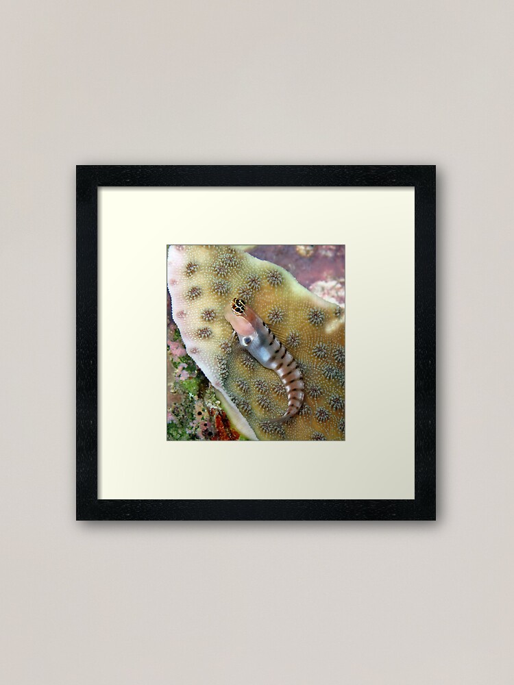 Alternate view of Tiger Blenny Framed Art Print
