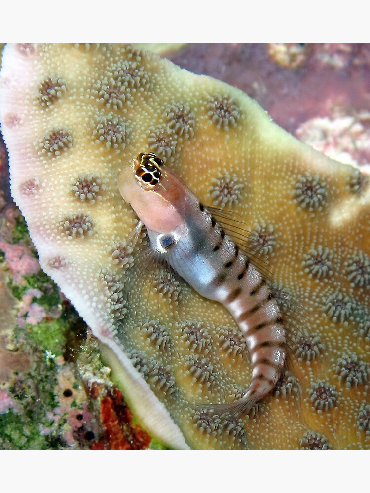 Tiger Blenny by neoniphon