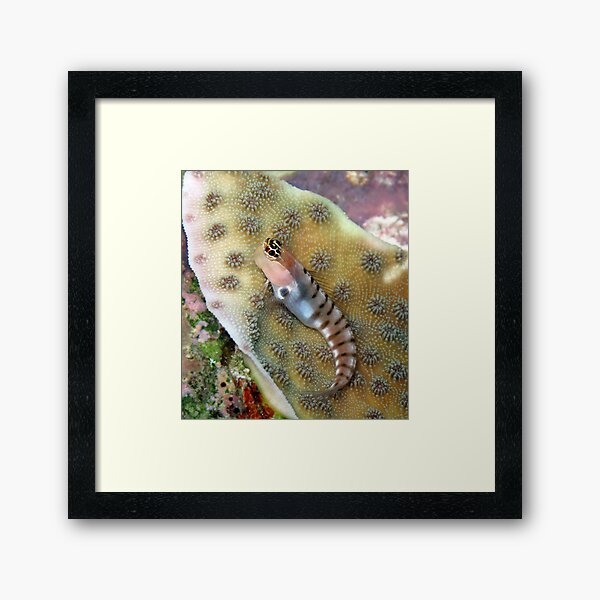 Tiger Blenny Framed Art Print