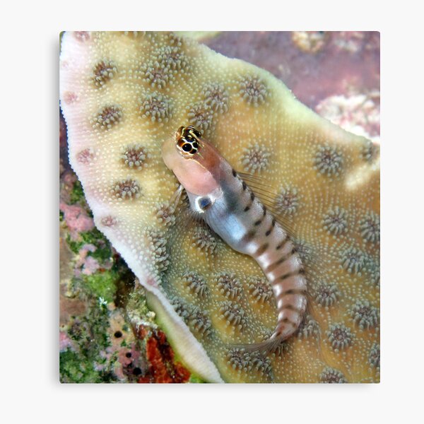 Tiger Blenny Metal Print