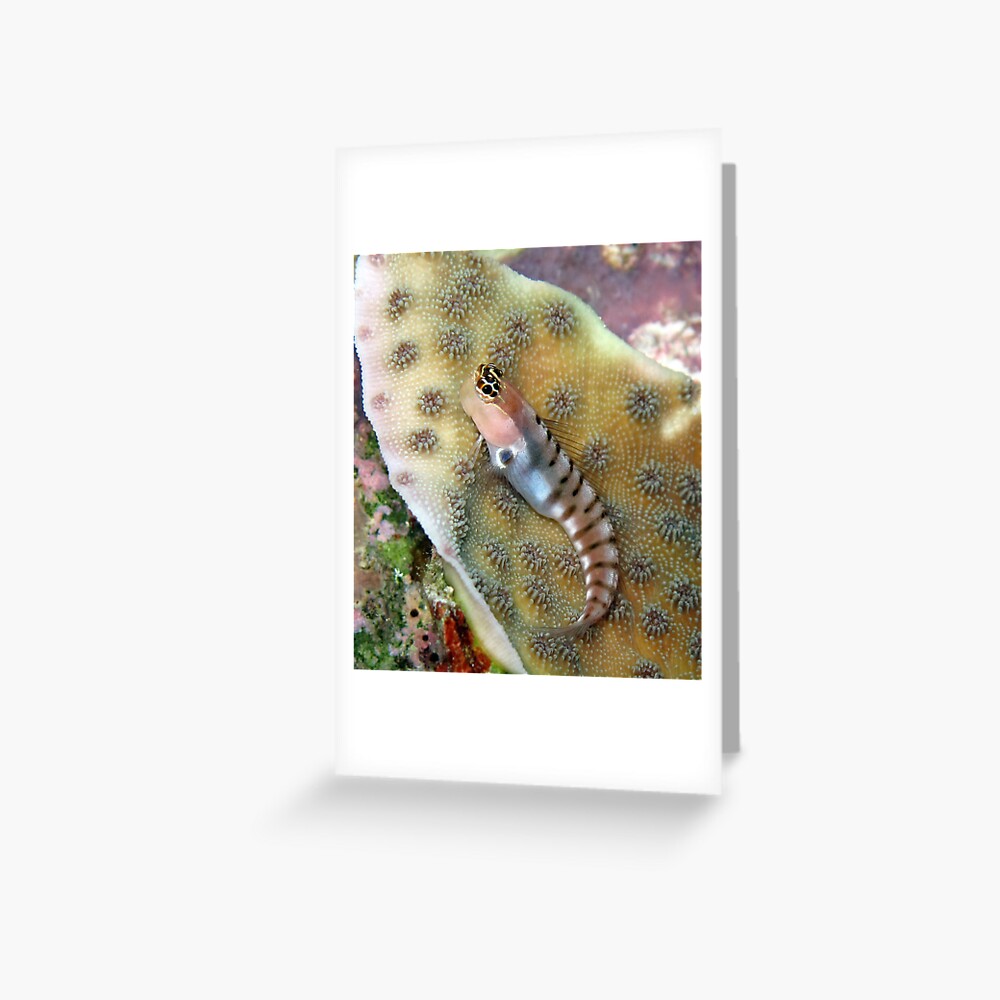 Tiger Blenny Greeting Card
