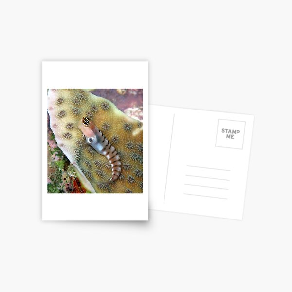 Tiger Blenny Postcard