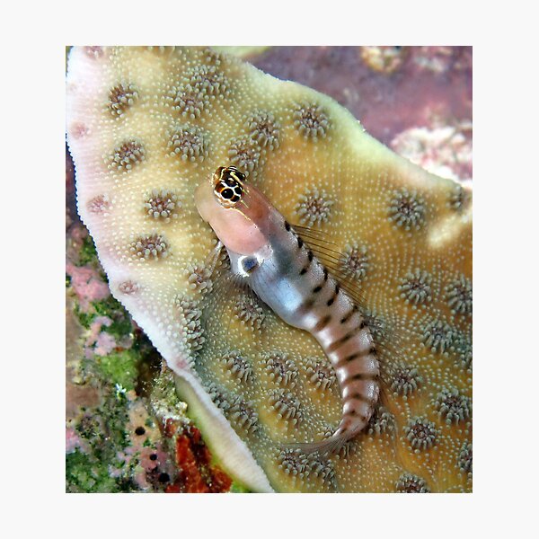 Tiger Blenny Photographic Print