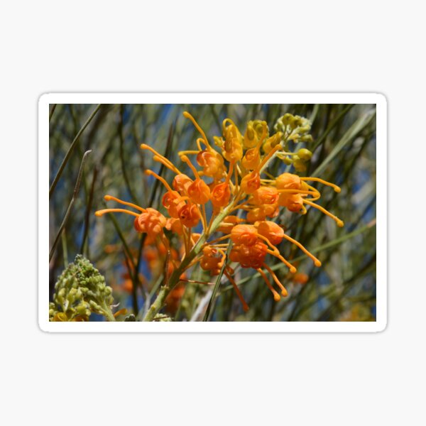 Item preview, Desert Grevillea, Grevillea juncifolia, Australia designed and sold by Schoensl.