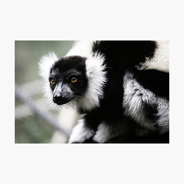 Item preview, Black & White Ruffed Lemur designed and sold by caradione.