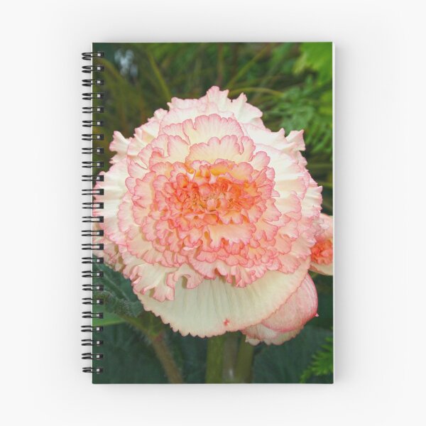 Item preview, Pink Frilly-edged Begonia designed and sold by Robyn Williams.