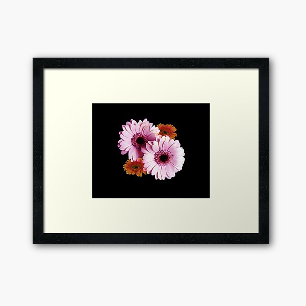 Four Gerberas On Black Framed Art Print