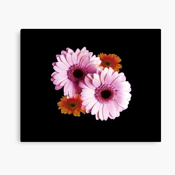 Four Gerberas On Black Canvas Print