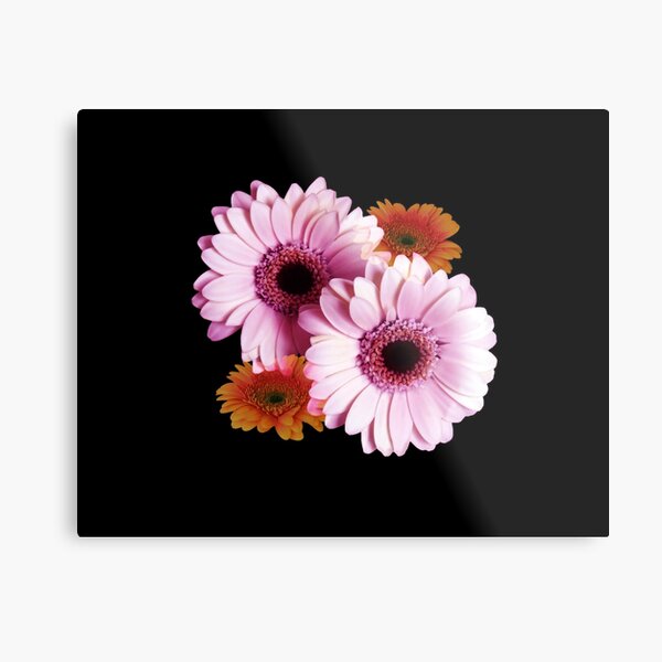 Four Gerberas On Black Metal Print