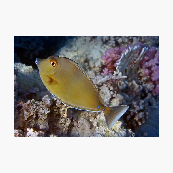 Red Sea Bluespine Unicornfish Photographic Print
