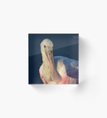 Spoonbill Portrait Acrylic Block