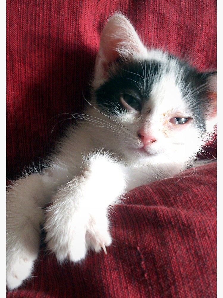 Katze in Rot von Gourmetkater