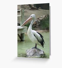Pelican Greeting Card