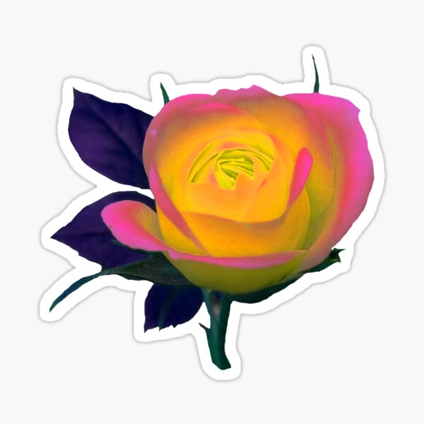 wundervoll leuchtende Rose Sticker