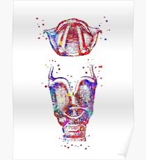 Larynx, larynx and vocal cord, watercolor larynx, mouth anatomy Poster