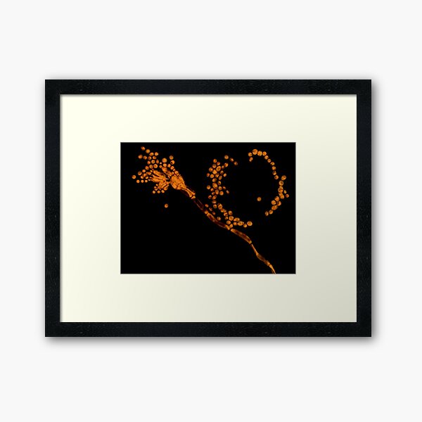 Framed Print