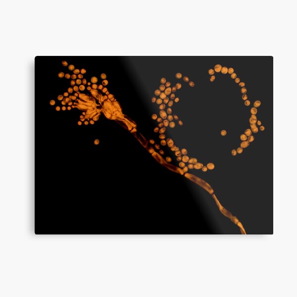 Metal Print