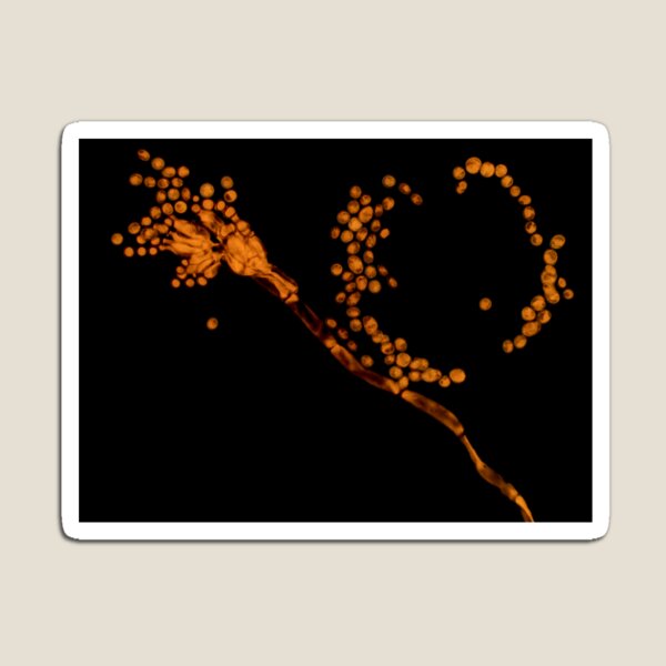 Penicillium mold under the microscope Magnet