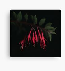 Fuschia Canvas Print