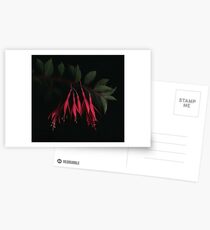 Fuschia Postcards