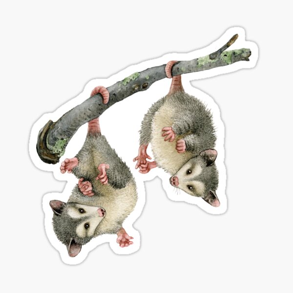 Playful Possums Sticker